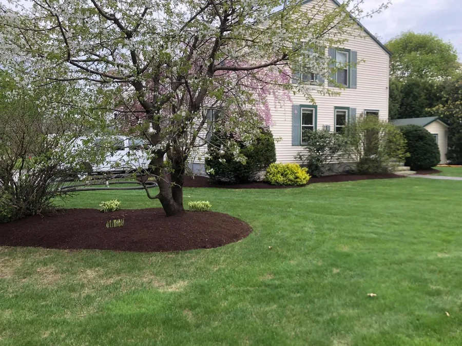 Mulch bed with flowering tree in NH
